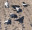 Rooks backlit showing mirror-like plumage