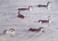 Black-throated and Great Northern Divers