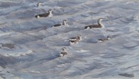 Black-throated Divers and Long-tailed Ducks