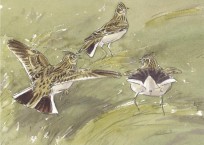 Painting from 'Larks and Leverets'